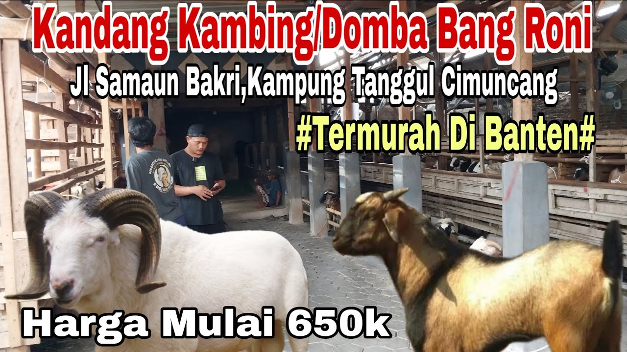 Murah !! Harga Mulai 650 Ribu Domba & Kambing Di Kandang Bang Roni, Kota Serang Banten