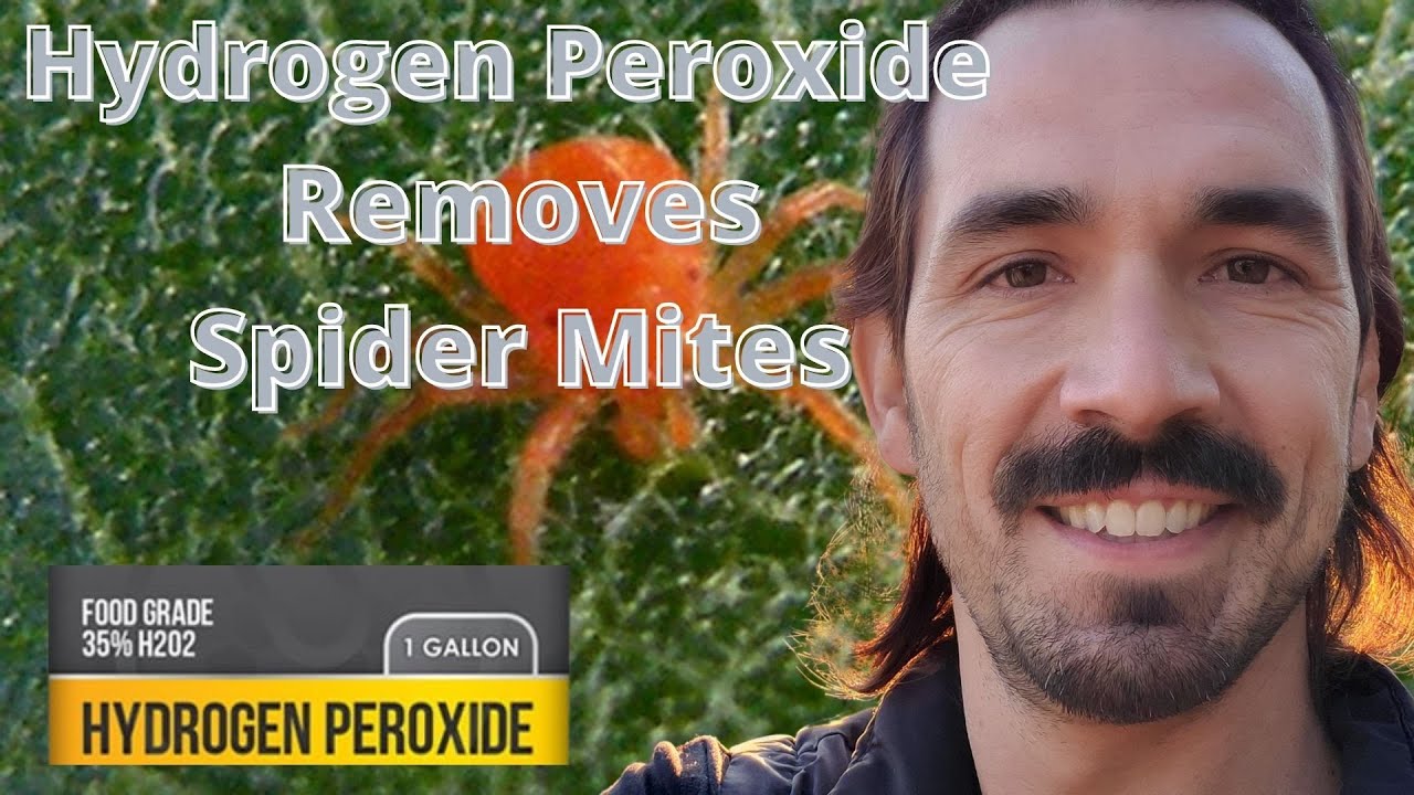 🤗🤞Will Hydrogen Peroxide Remove My Spider Mites?🤗🤞