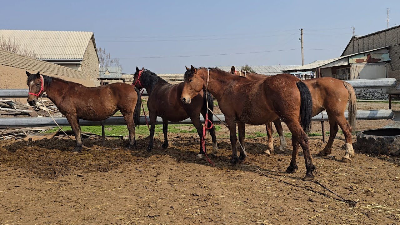 ЙЕТУК БУГОЗ БИЯЛАР 4 БОШ..#horse #ot 