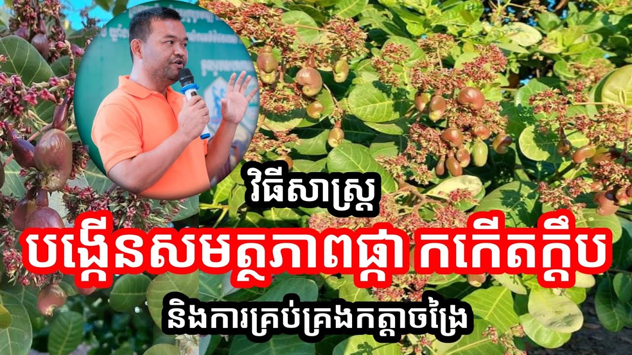 វិធីសាស្រ្តបង្កើនសមត្ថភាពផ្កា កកើតក្តឹប ដំណាំស្វាយចន្ទី និងគ្រប់គ្រងកត្តាចង្រៃ  | លោកគ្រូ ពេទ្យទូច