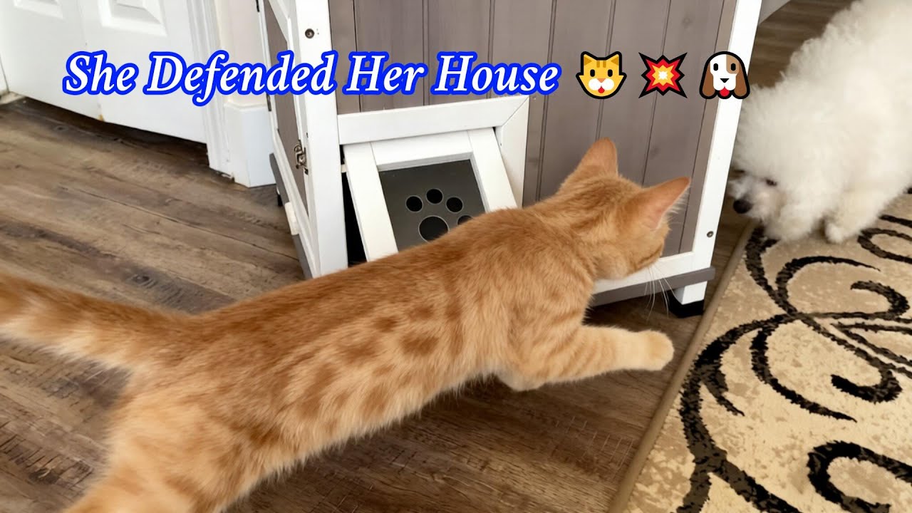 Cat Defends Her House from a Curious Dog 😼🏠