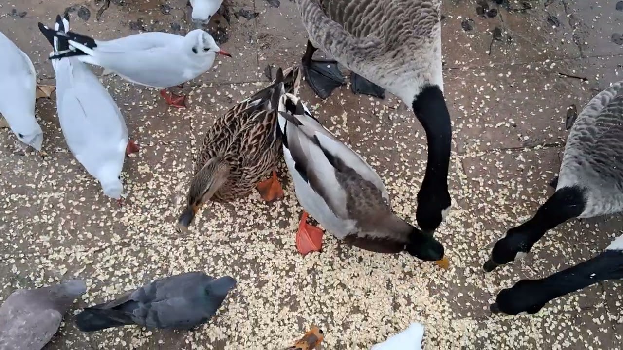 Days out with Guy*Cleethorpes boating lake 4th February 2026*