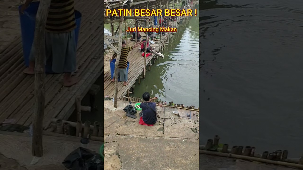 IKAN PATIN BESAR BESAR SEKALI ! DILEPASKAN ! #youtubeshorts #fishing #mancing #undui #patin #viral