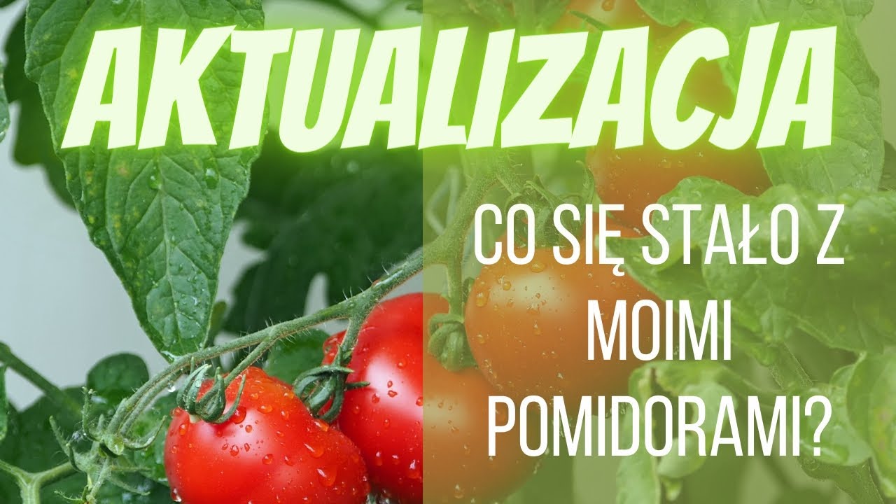 Aktualizacja. Nie było mnie kilka dni na działce. Co tam się dzieje? Co z pomidorami?