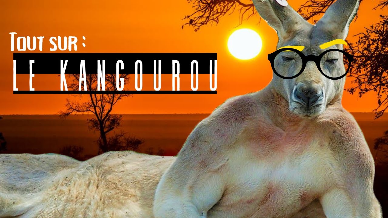 AUSTRALIE : Tout sur le KANGOUROU 🦘