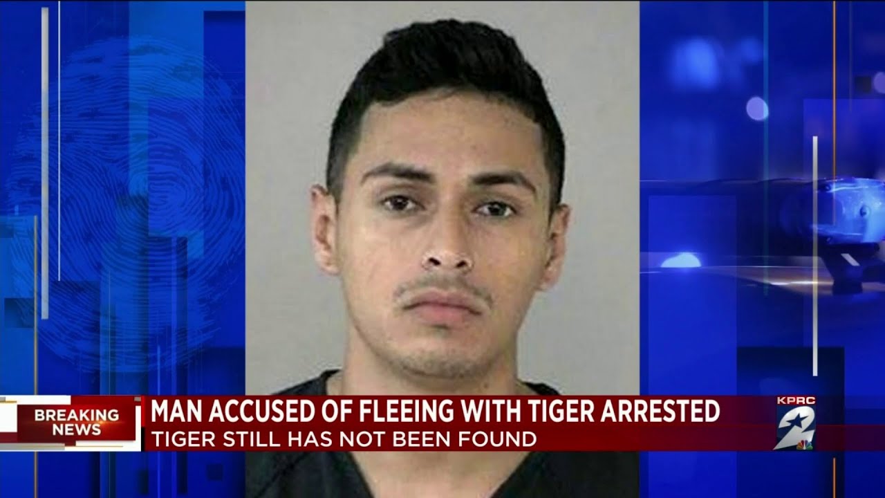 Man accused of fleeing with tiger arrested