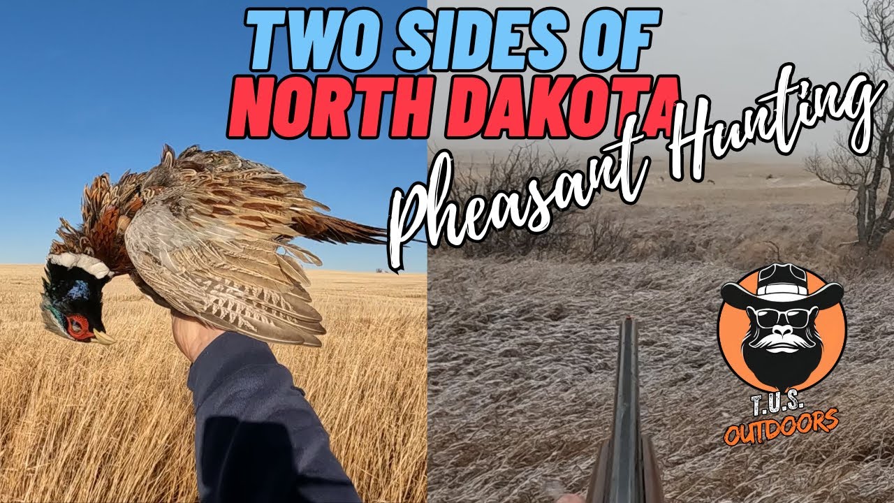 Two Sides of North Dakota Pheasant Hunting week2