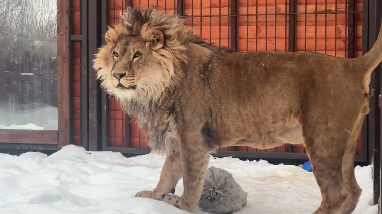 Мешочек! #lion #animals #bigcat #шерхан #cat #zoo #минскийзоопарк 