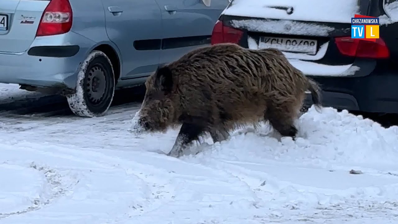 Nie ma mocnych na dziki w powiecie chrzanowskim