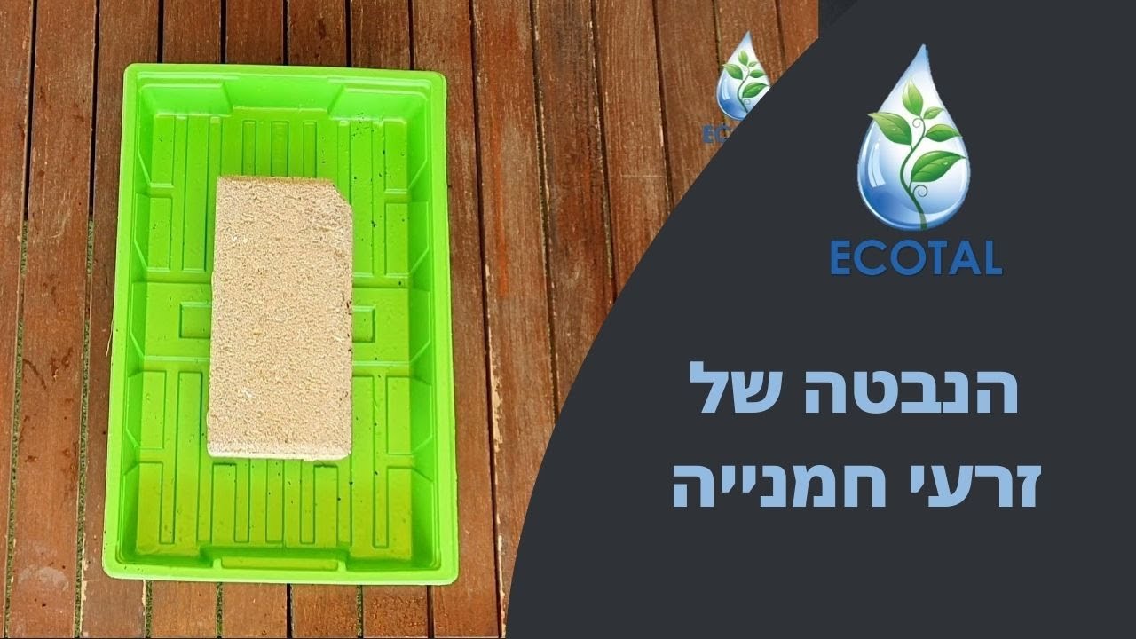 הנבטת זרעי חמניה