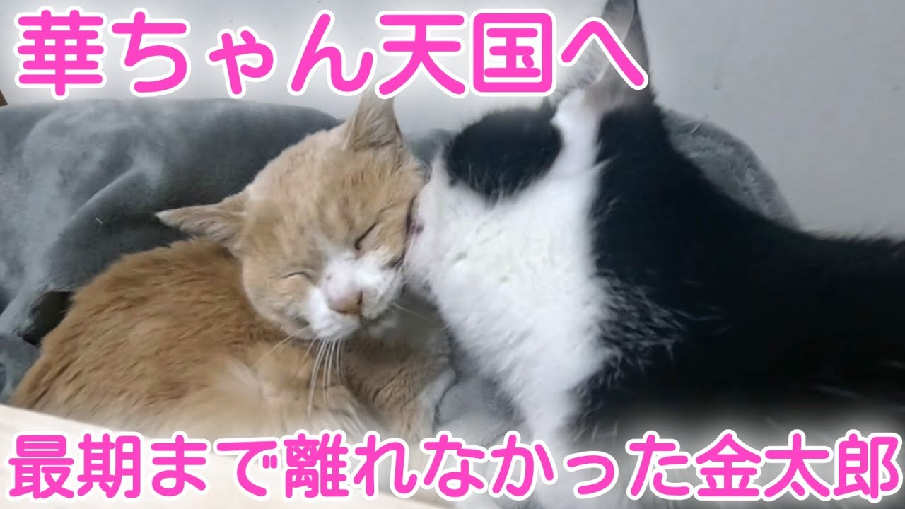 【天国へ】姫島で出会った華ちゃん　保護してたった８ヶ月で早すぎる別れ…でも幸せな時間をありがとう