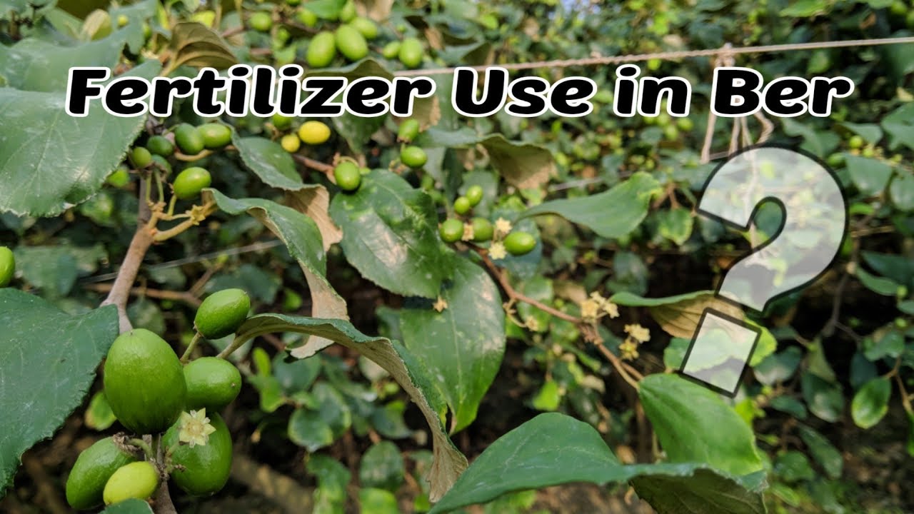 Apple ber farming mai kea khad stamal kara||What Fertilizer have to be applied in Apple ber farming