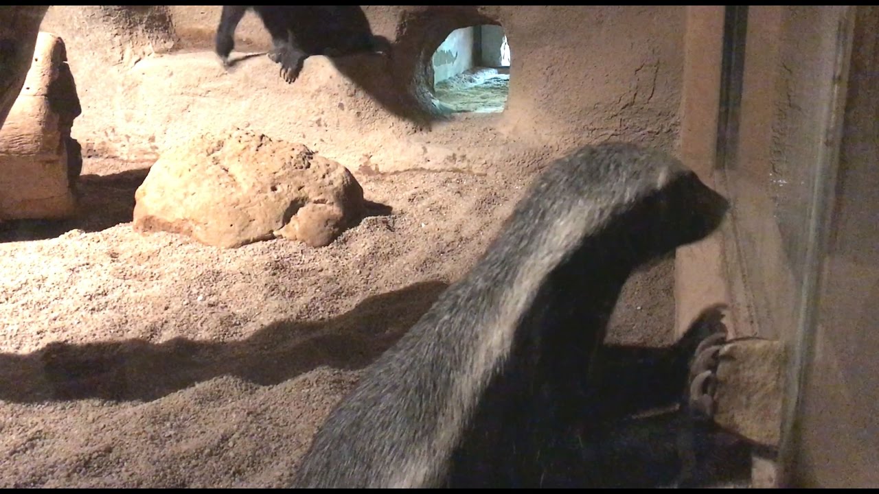 Female honey badger using a stone to break a window, Prague Zoo 4/2017