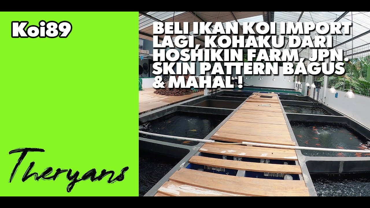 Beli Ikan Koi Import Lagi, Jenis Kohaku, Skin Pattern Bagus & Mahal