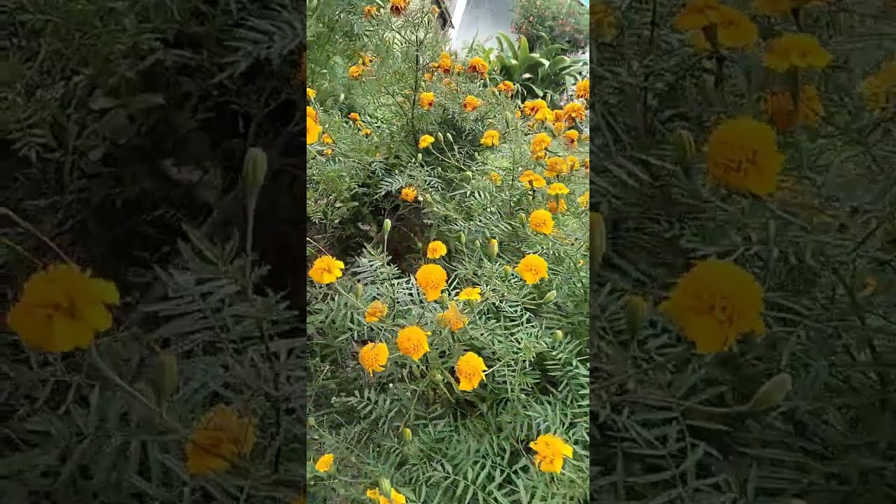 Flower #nature #viral #shorts #flowers