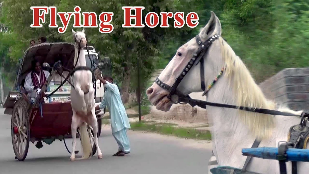 Horse Carriage Driving Traditional Transport | Horse Cart Horse Carriage Rental | Abdul Majeed Batti