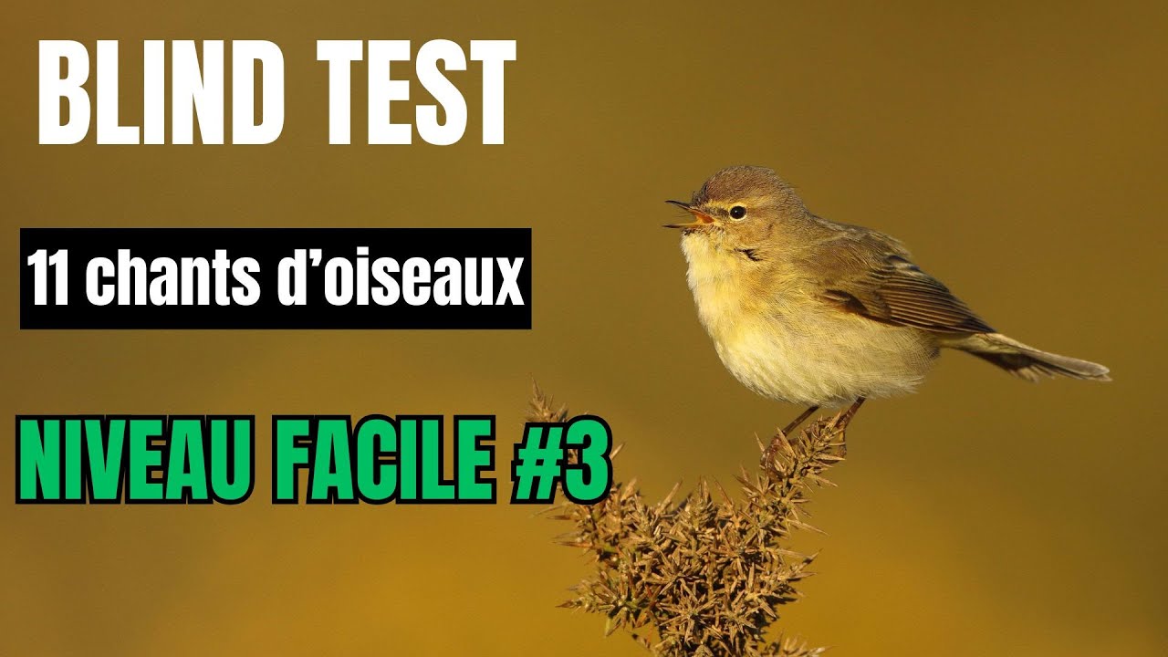 BLIND TEST chants d'oiseaux NIVEAU FACILE #3