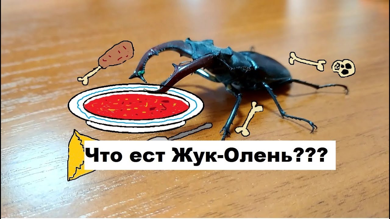 Как и чем кормить жука-оленя?