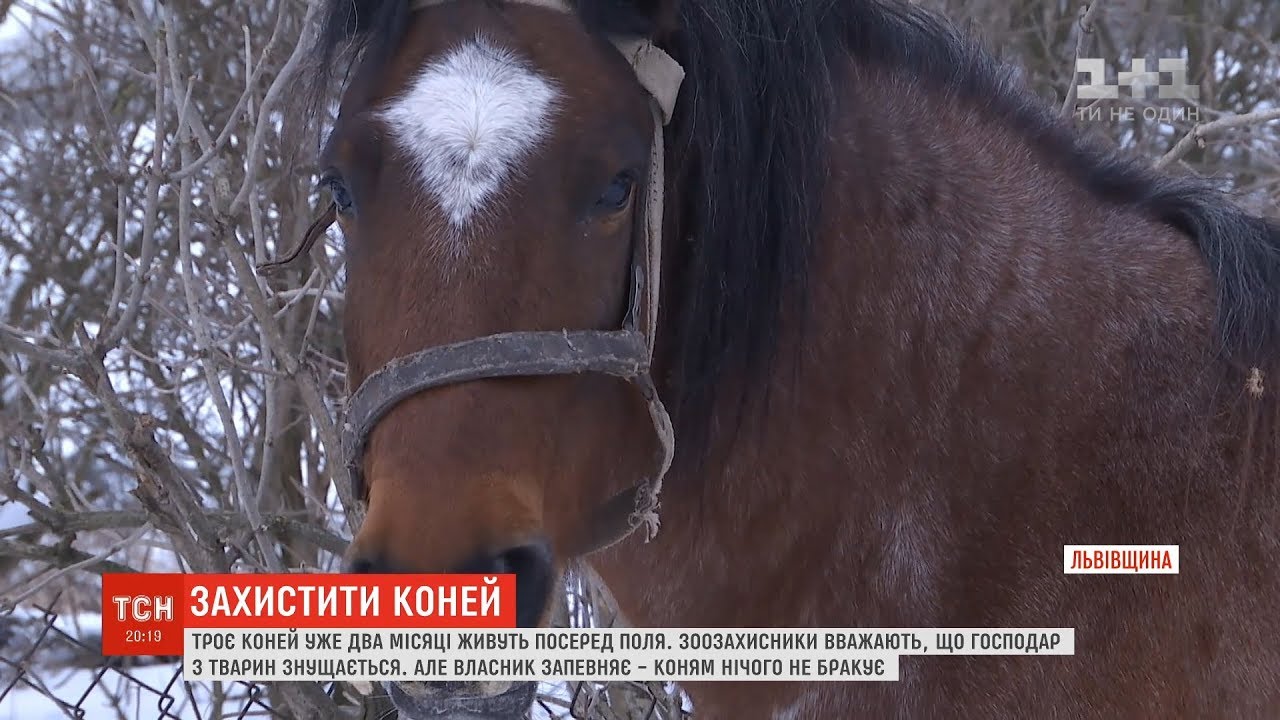 На Львівщині троє коней два місяці живуть посеред поля