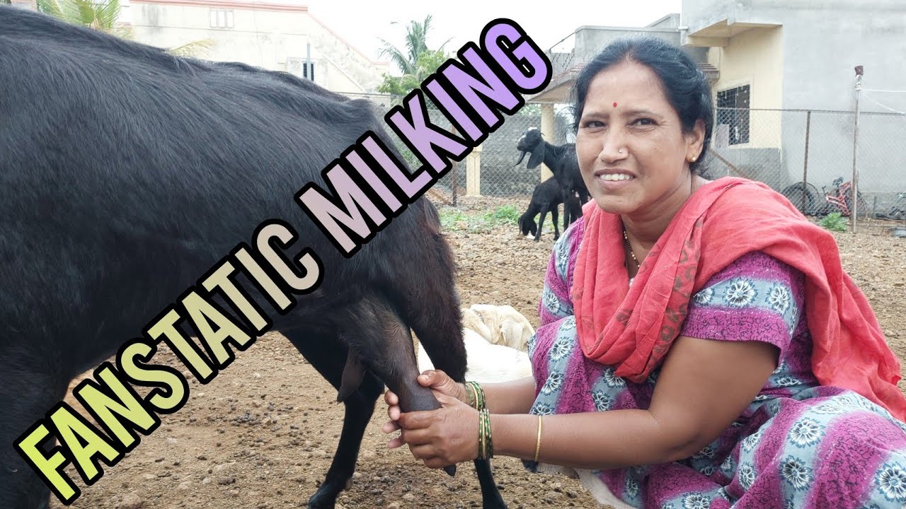 #viral #goat🐐🦙🥛#milk #making #vlog 💧👌🔥🤔🎃👌🌾🙏