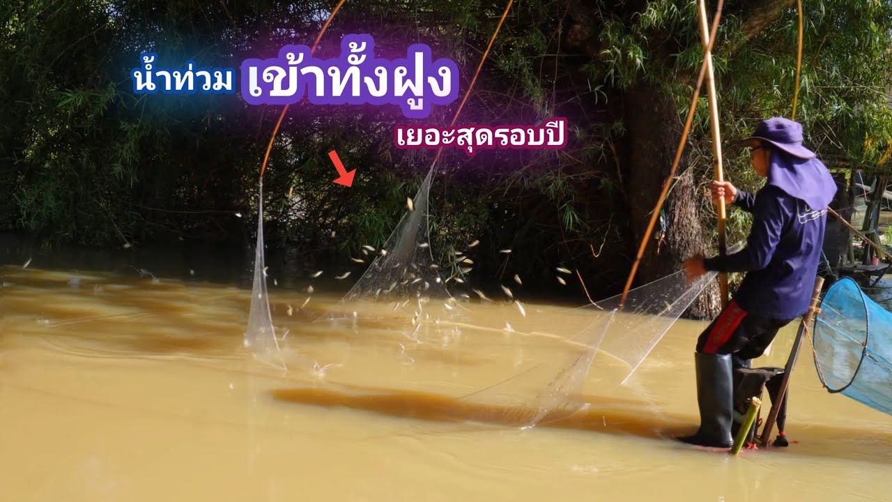น้ำท่วมเยอะสุดในรอบปี ฝูงปลานับหมื่น มากับน้ำ ยกยอข้างทุ่งนาน้ำท่วม ปลาเยอะสุดๆ  / บ้านนอก EP.946