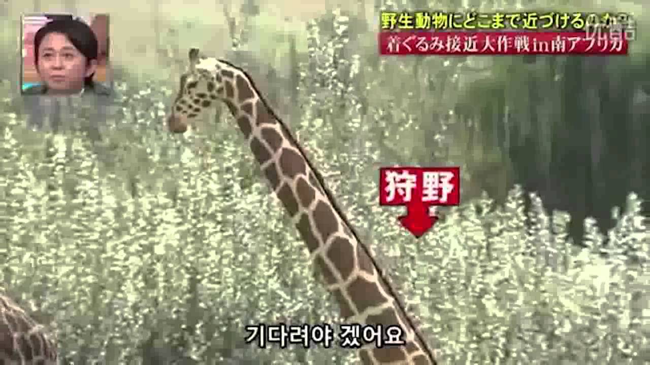 &clubs; 파일캠프 &clubs; 일본예능 기린 변장