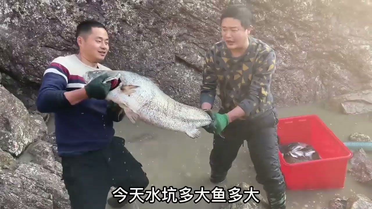 【合集】百斤石斑魚打窩三千平帝王坑 魚貨重達一百五十斤，大賣一萬七過癮