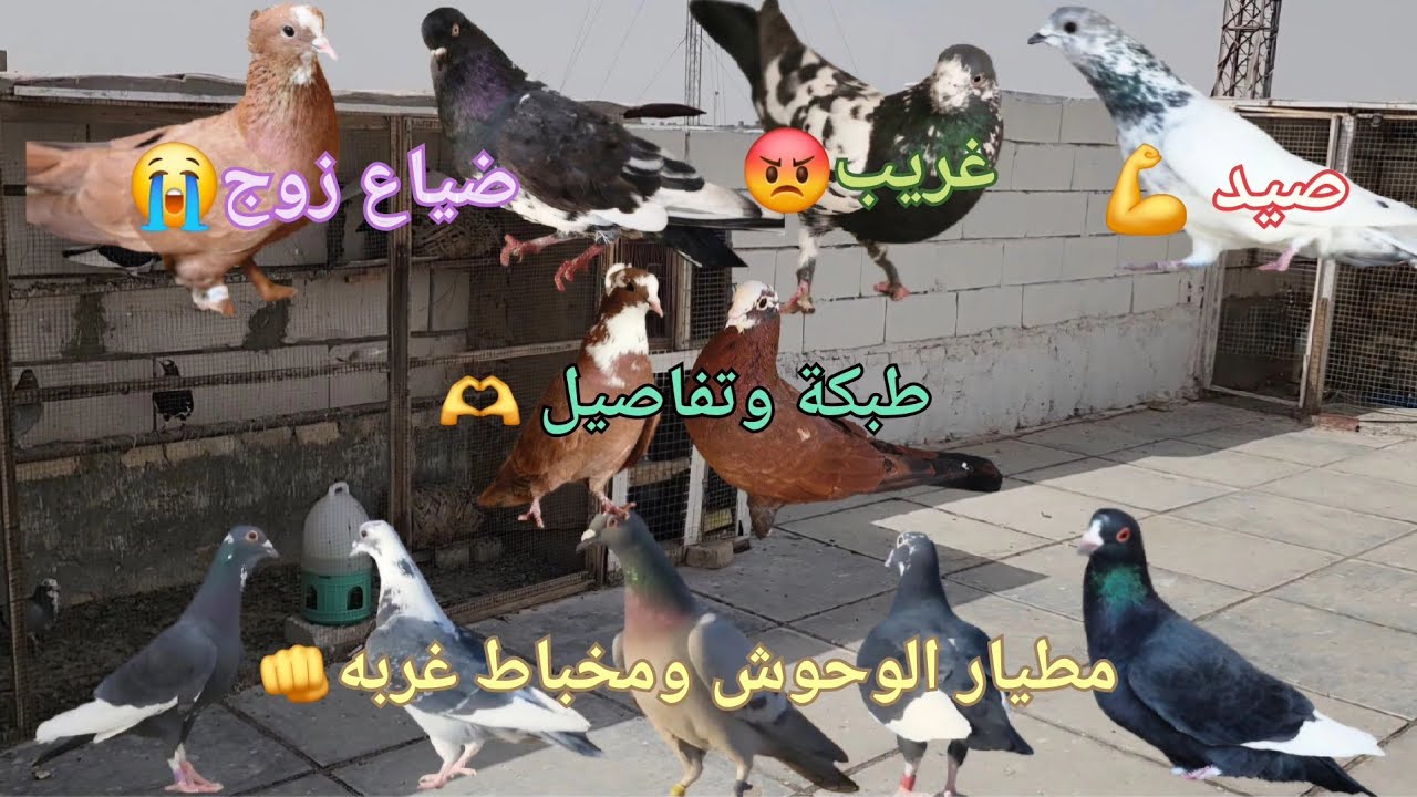 صيد صعب💪وضياع زوج😡وغريب حط عل الجيران 😢ومطيار الزواجل والشوامل 🫡وتفاصيل وطبكَة جديدة 😘