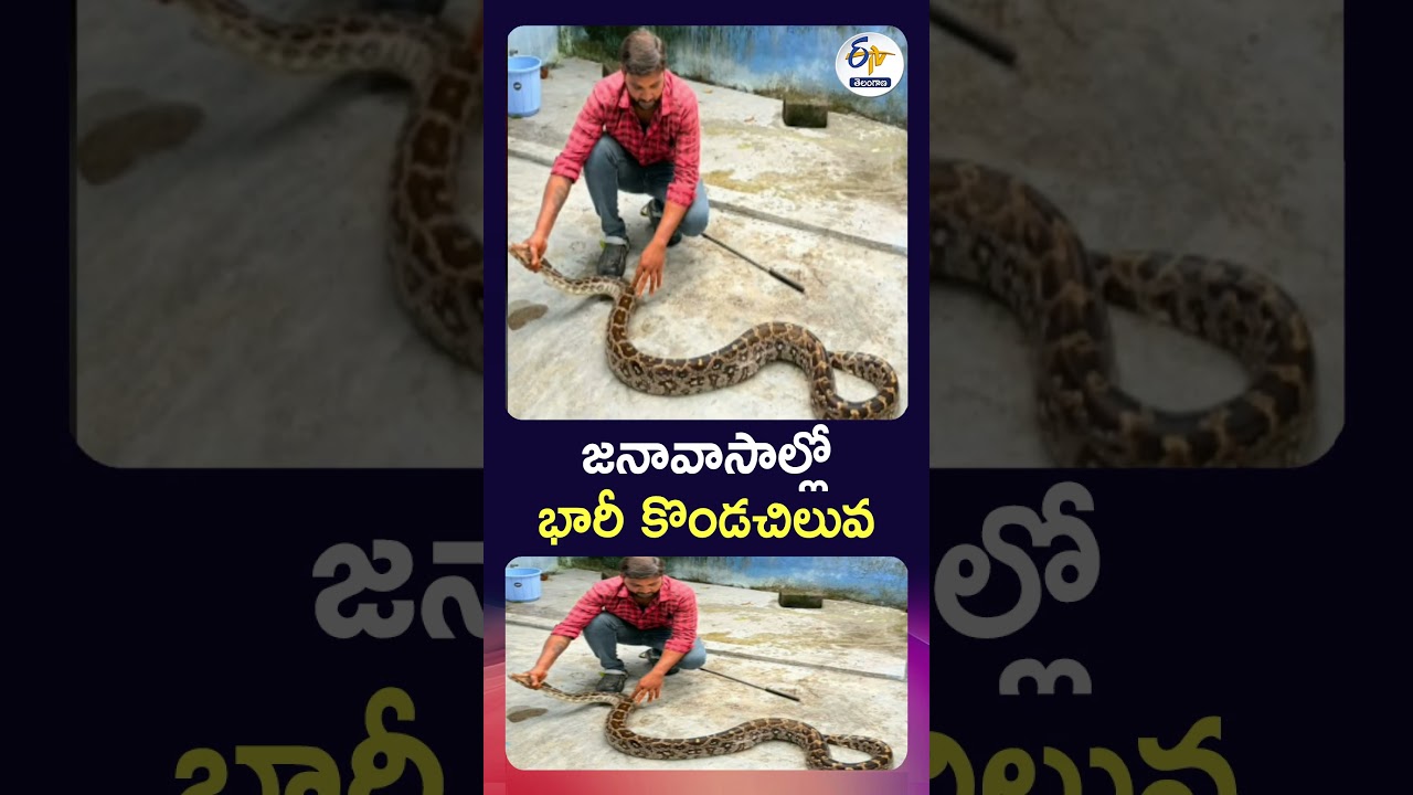 జనావాసాల్లో భారీ కొండచిలువ
