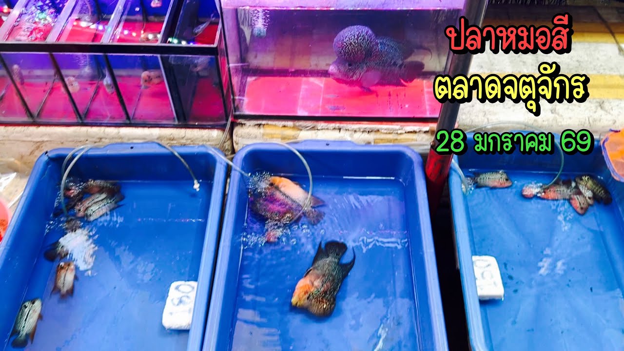 Zing’s Day l ปลาหมอสีตลาดจตุจักร 28 มกราคม 69