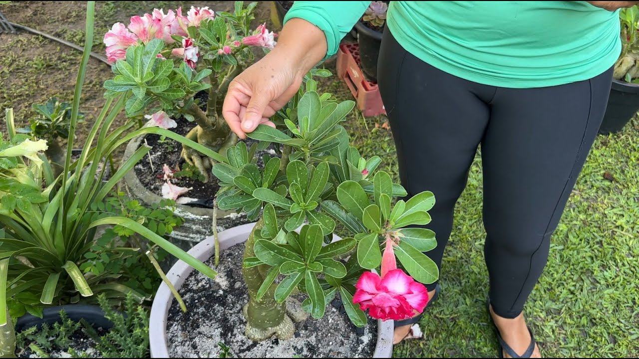 MINHA ROSA DO DESERTO NÃO FLORESCE, QUAL MELHOR ADUBO? #ANITARESPONDE 25