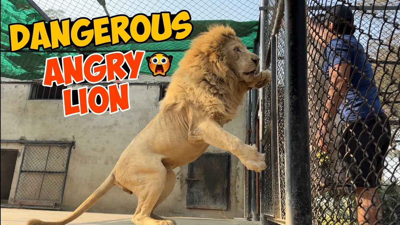 Angry Lion Attack 😱 | Lion Billu Ne Farm Par Hamla Kar Diya