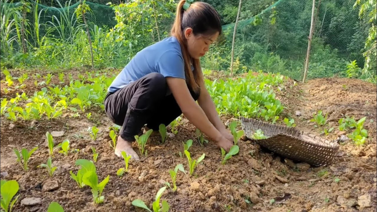 Full Video : Poor girl harvests agricultural products to sell at the market - Building a new life
