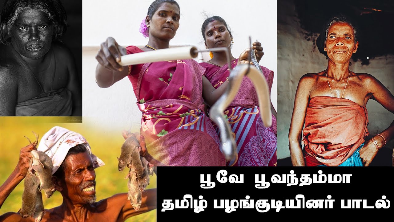 தமிழ் பழங்குடியினர் | பூவே பூவந்தம்மா | MASI MAGAM IRULAS CULTURE SONG  | SOUTH INDIAN TRIBE SONG