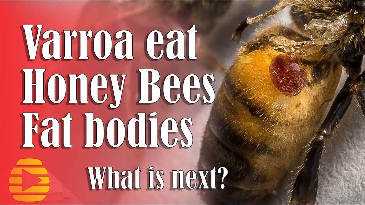 Varroa mite feeds on honey bee fat bodies-Dr.  Sammy Ramsey-What is next?