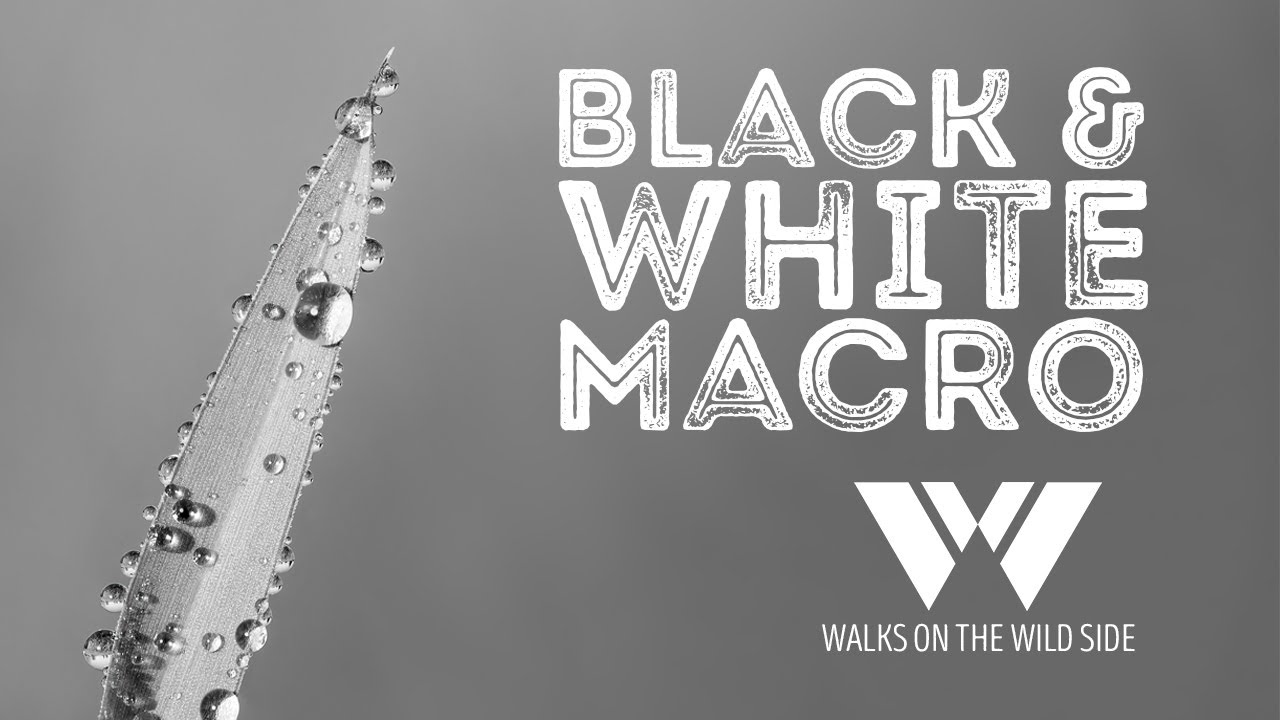 Black and White Macro - Top Tips: How to get the best out of monochrome macro photography