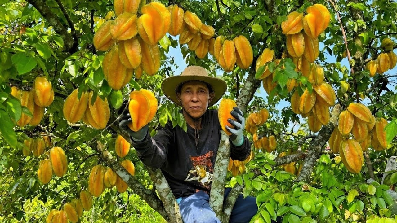 Memetik Buah Belimbing Manis | Bikin Lutisan Belimbing, Tumis Kangkung, Telur Dadar dan Lumpia Sayur