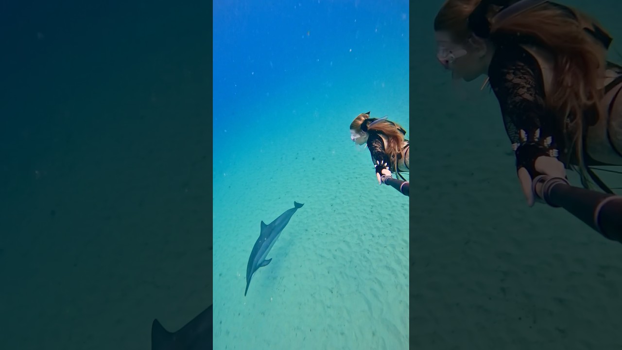 Hi friend 🐬 #dolphins #underwater #freediver #freediving #ocean