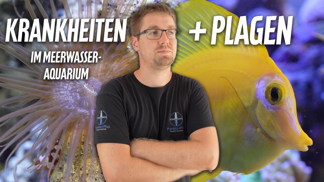 Voll nervige KRANKHEITEN + PLAGEN im Meerwasseraquarium *PlanktonPlus Aquaristik*