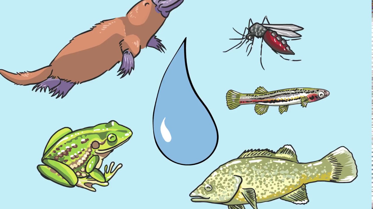What is environmental DNA (eDNA)?