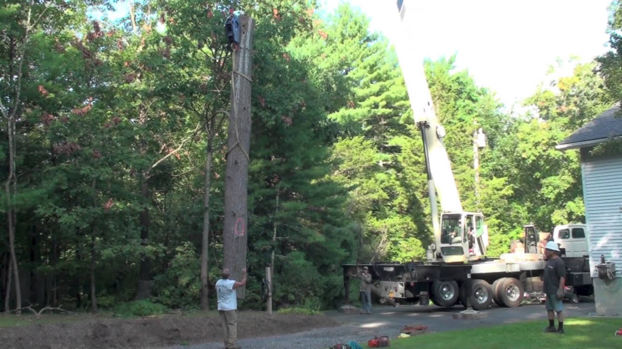 Saving a Wild Bee Tree