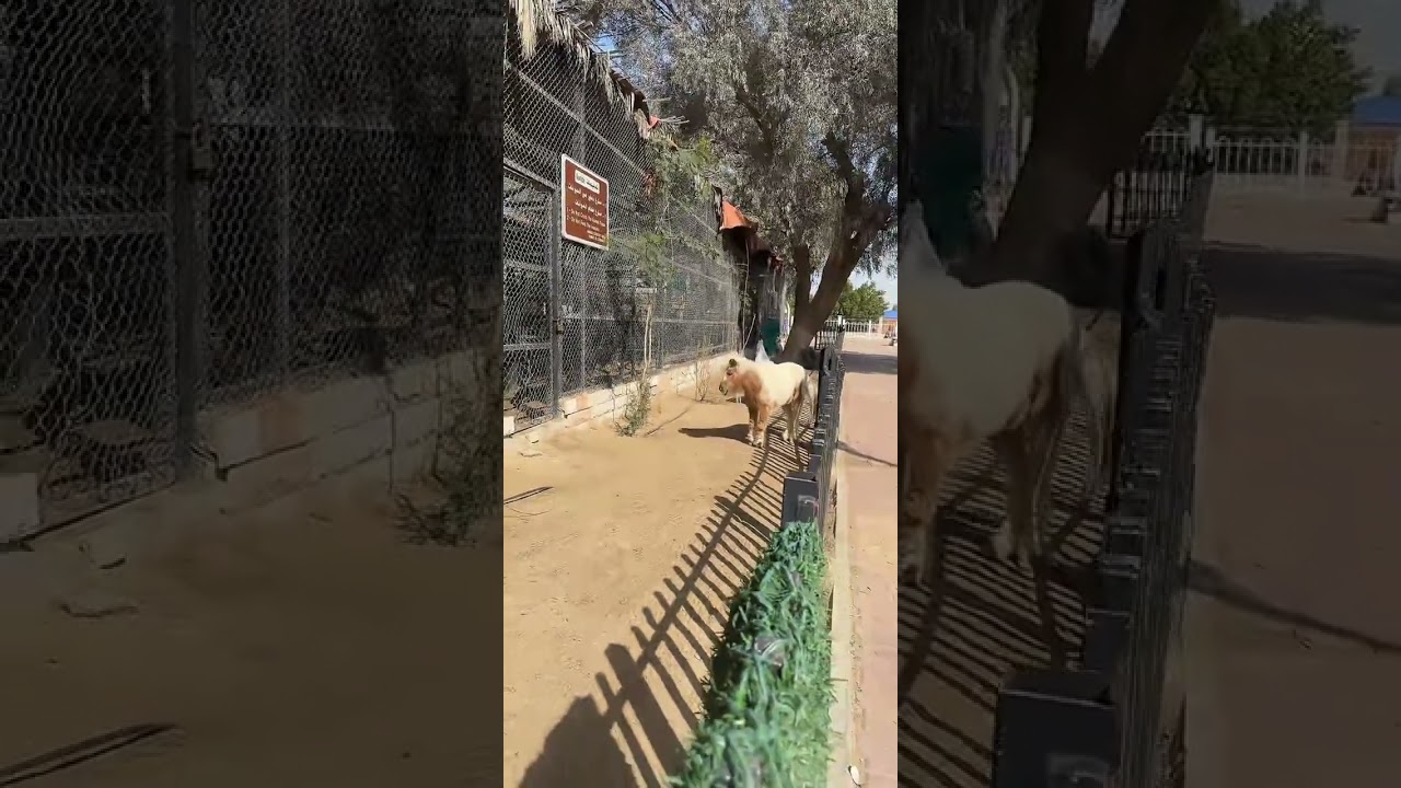 حديقة الأحمدي العامة 