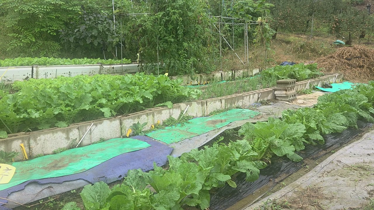 김장배추 진딧물 달팽이가 맛있게 갈가 먹고 있어요?