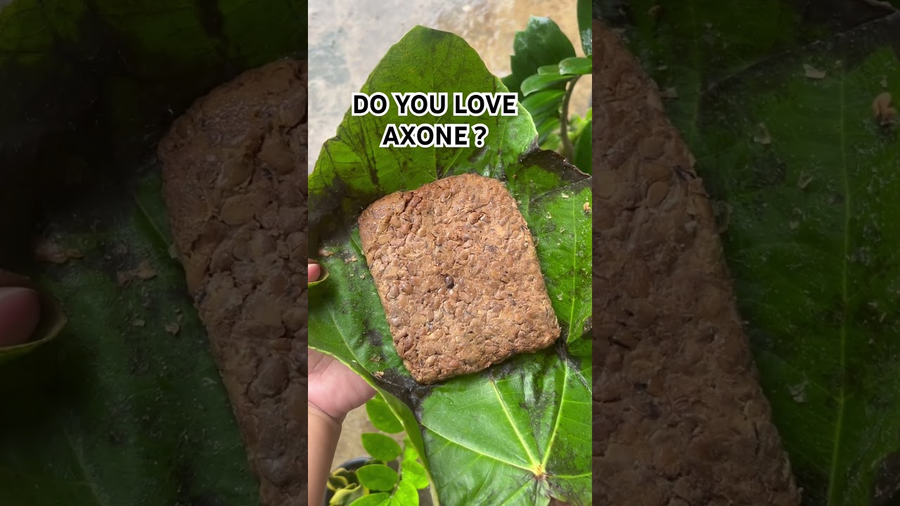 AXONE |NAGAFOOD| DELICACY | FOOD NAGAS EAT