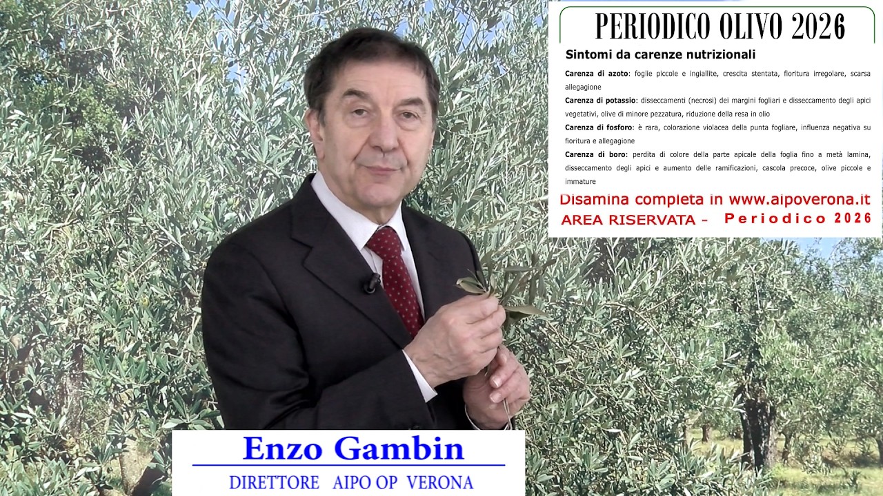 Periodico olivo 6 Marzo 2026