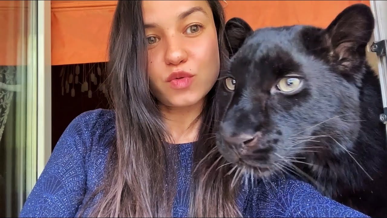 День рождения пантеры Луны🥳❤️😸🎉