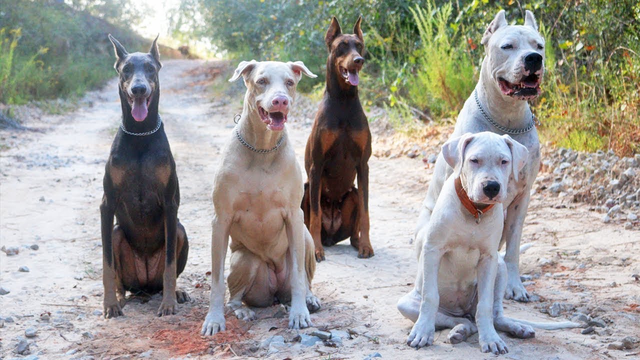Darla the 12 Week Dogo Argentino Puppy's First Pack Walk to our 