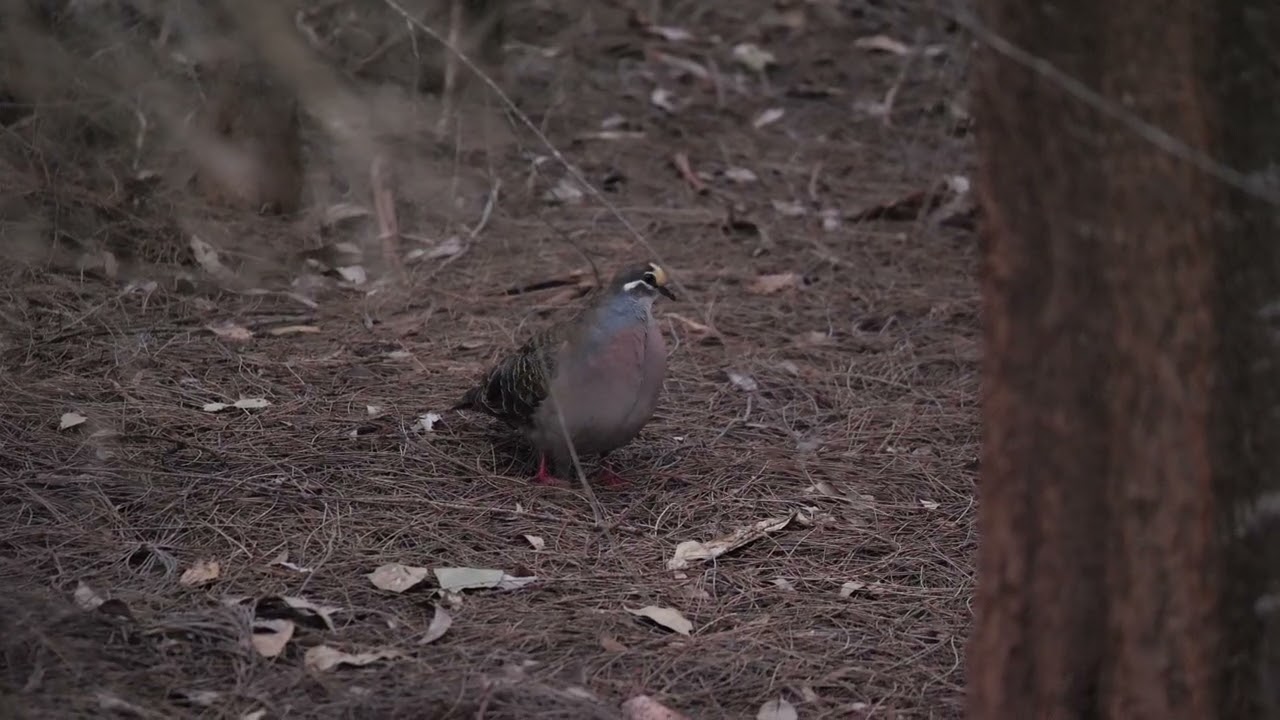 Common bronzewing, Peel, Western Australia