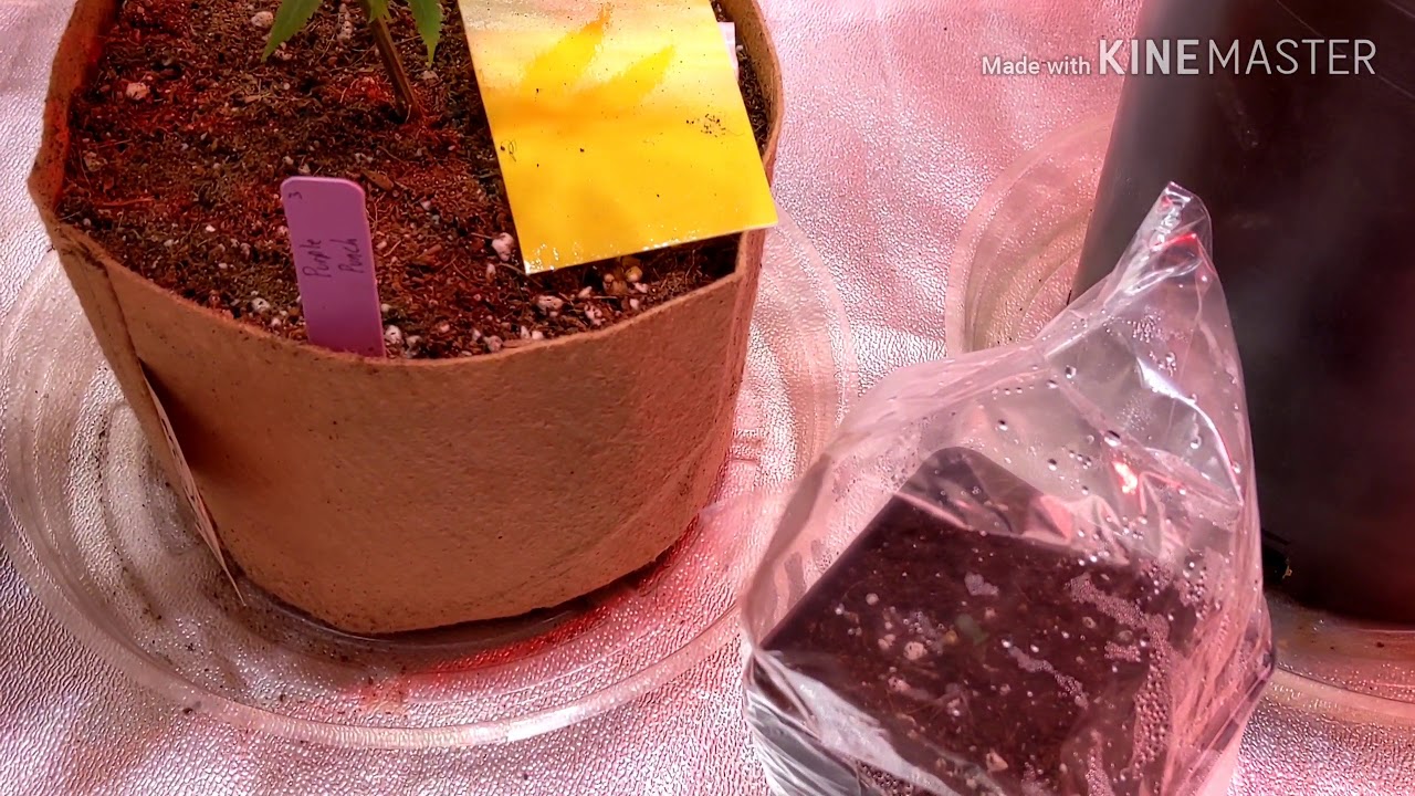 Incredible bulk-Doji cannabis / GSC & Purple Punch clones under Mars hydro TS1000
