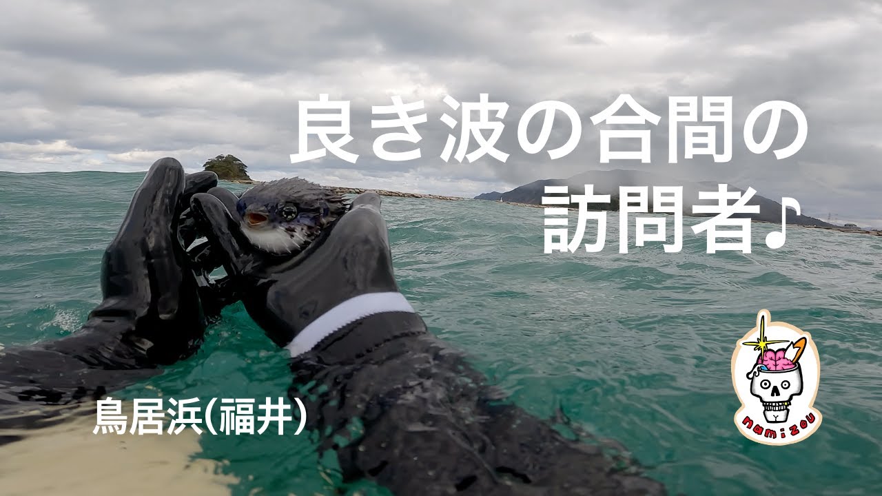 【サーフィン ASMR】時間帯がずれたのか、ガラガラのポイントでボトムを楽しんだ１日　鳥居浜（福井）